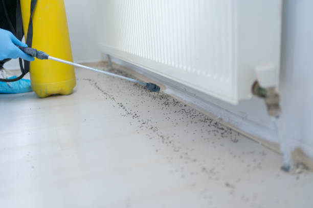 Best Local Pest Control Services  in Ozona, TX